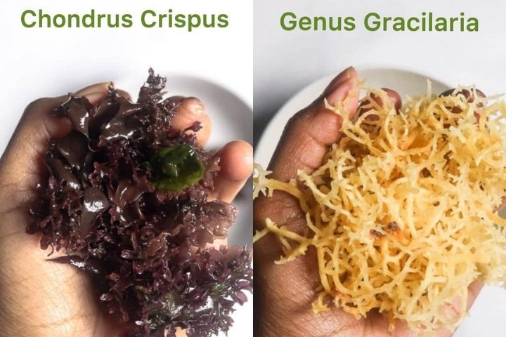 Sea Moss vs Irish Moss Organics Nature