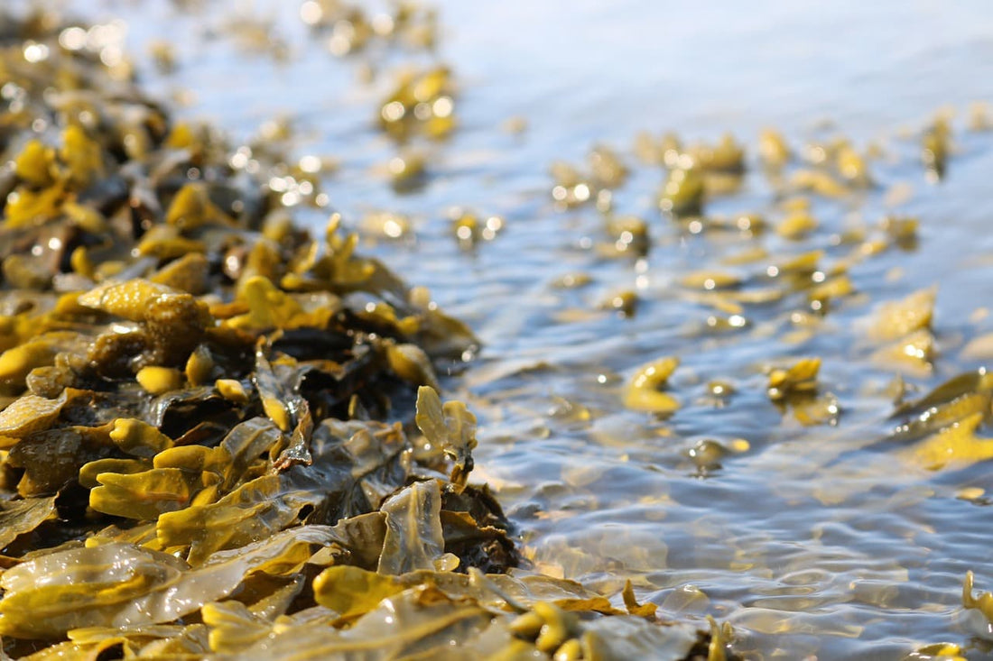 Bladderwrack algae